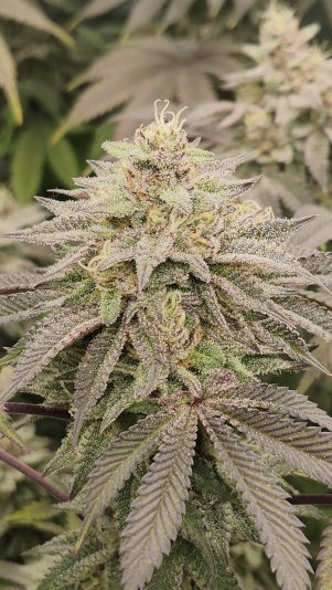 inbound6450648380083453432