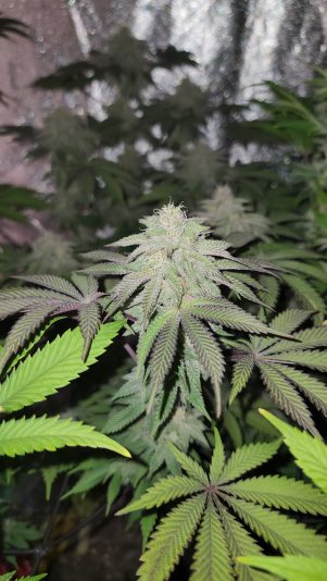 inbound2239375318425351444