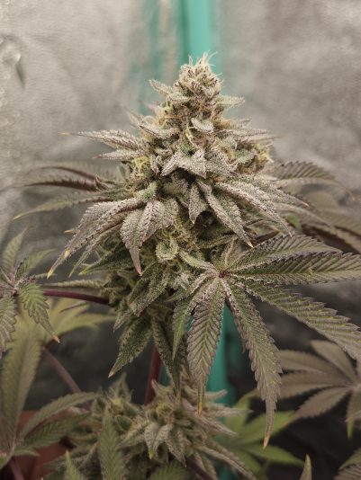 inbound7276201210684577158