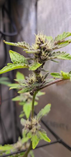 17276197372312502368712500465791