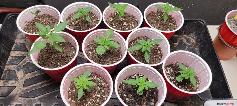 17276200320962611010270997742987