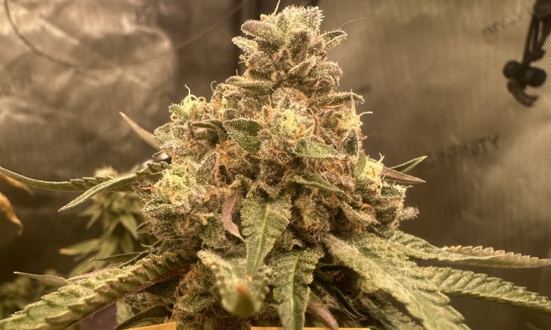 43506704-4C33-429E-96FA-099E9B50100E