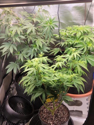 Screenshot_20241016_134416_Gallery