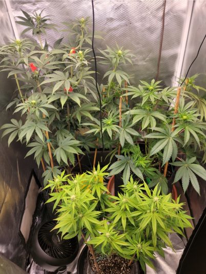 Screenshot_20241017_180339_Gallery