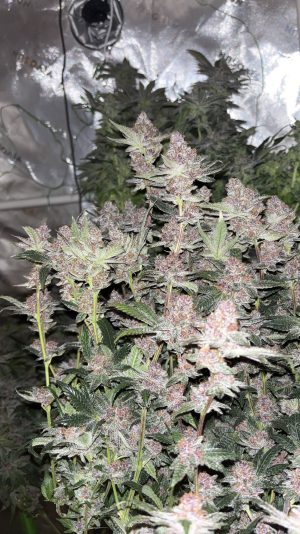 CjYKMlNuYXBjaGF0LzEzLjExLjAuNDIgKGlQaG9uZTE1LDU7IGlPUyAxOC4wLjE7IGd6aXApIAI=