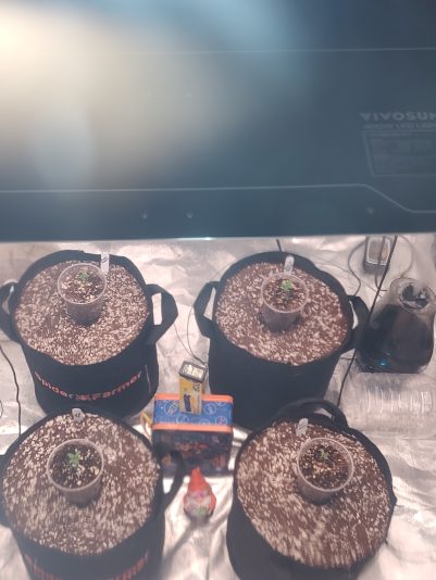 IMG_20241009_163405842