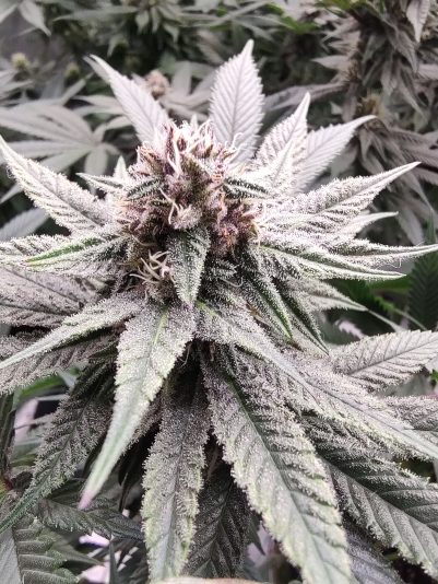 IMG_20250523_195125698