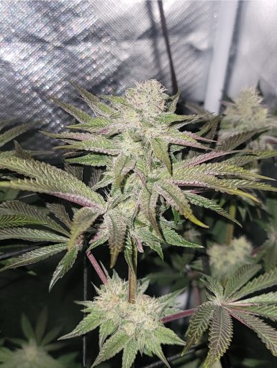 Screenshot_20241105_110449_Gallery