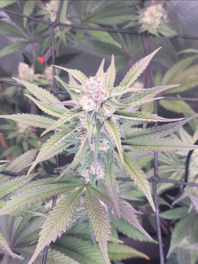 Screenshot_20241105_110414_Gallery