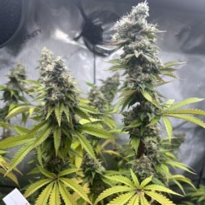 Profile photo of XTG_Grown