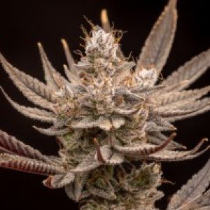 Profile photo of AutomaticNugz