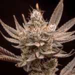 Profile photo of AutomaticNugz