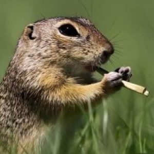 Profile photo of earleyjr