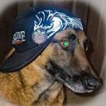 Profile photo of Mando_Paws