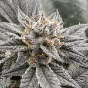 Profile photo of DevNugs