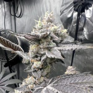 Profile photo of Blackthumb_Grower