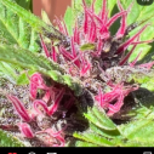 Profile photo of respect_the_plant