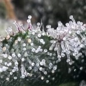 Profile photo of ahntraeii